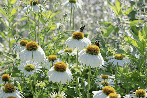 beneficios de la echinacea