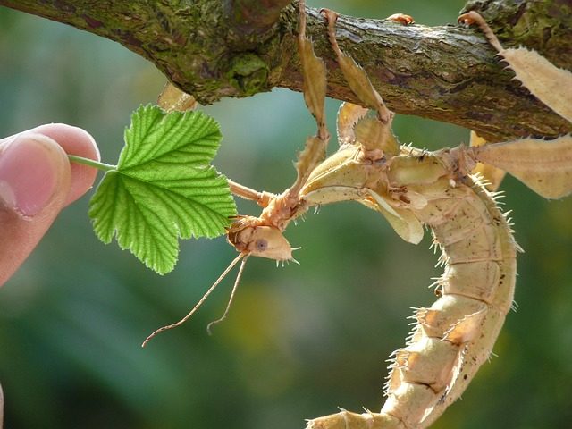 Cómo alimentar a un saltamontes